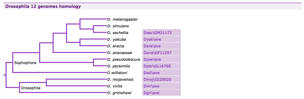 A phylogenetic tree of Drosophila species displayed using the [jsPhyloSVG](http://www.jsphylosvg.com/) JavaScript library in FlyMine.